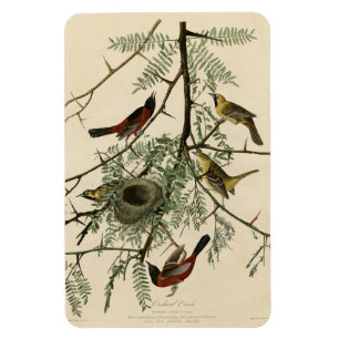 Imán Orchard Oriole de los pájaros de América de Audubo