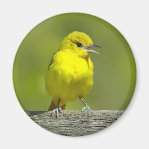 Imán Orchard Oriole - Foto original