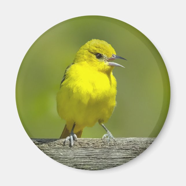 Imán Orchard Oriole - Foto original (Frente)
