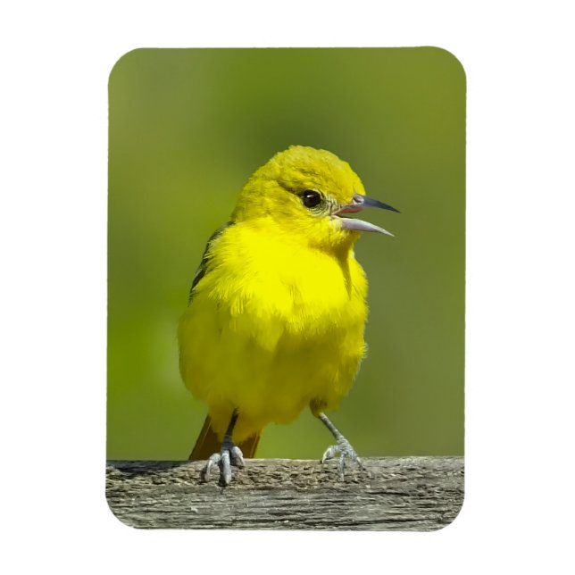 Imán Orchard Oriole - Foto original (Vertical)