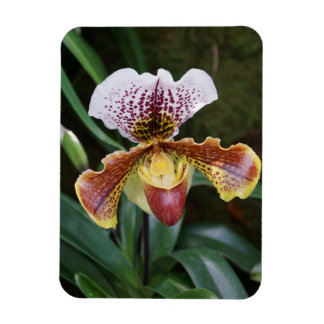 Imán Orchid