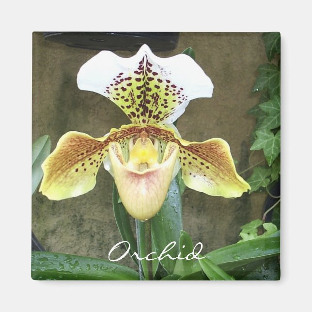 Imán Orchid Magnet (Frente)