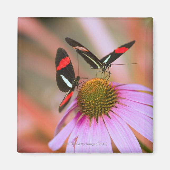 Imán oregón, estados unidos 3 (Frente)