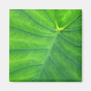 Imán Orejas elefantes - Colocasia