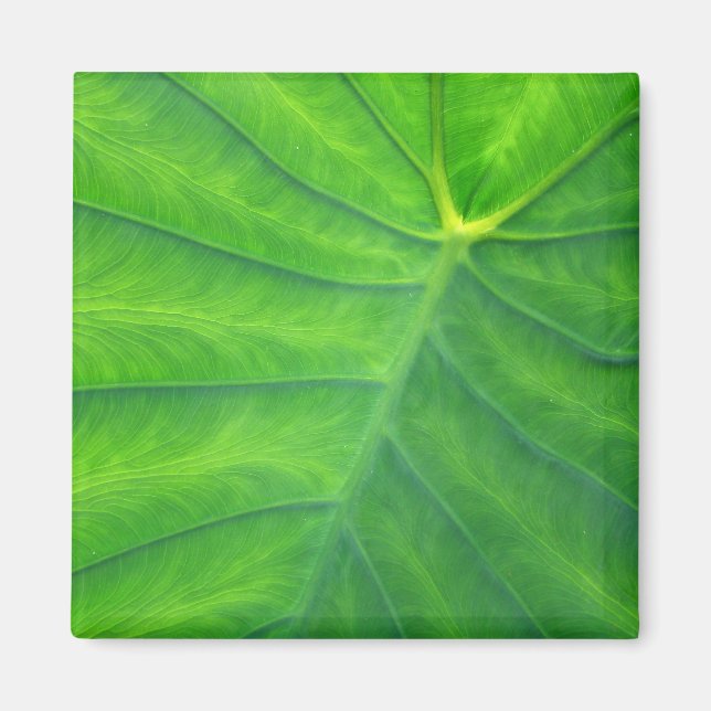 Imán Orejas elefantes - Colocasia (Frente)