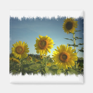 Imán orgánico del girasol del jardín