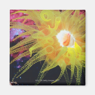 Imán Organismo subacuático