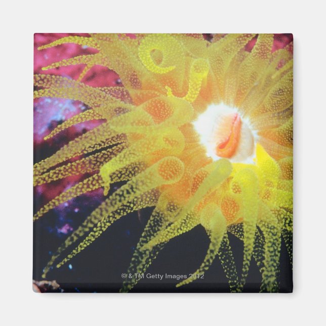 Imán Organo subacuático (Frente)