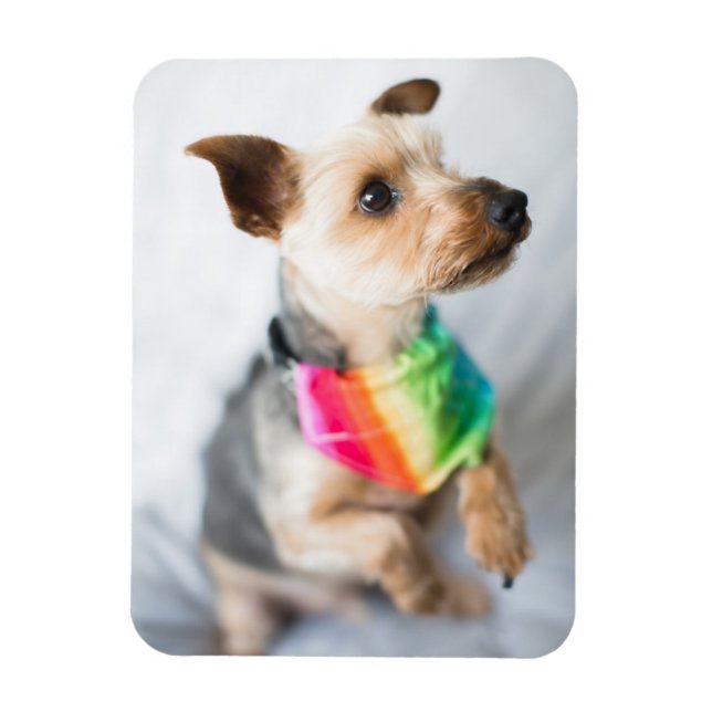 Imán Orgullo gay Perro arco iris | Yorkshire Terrier (Vertical)