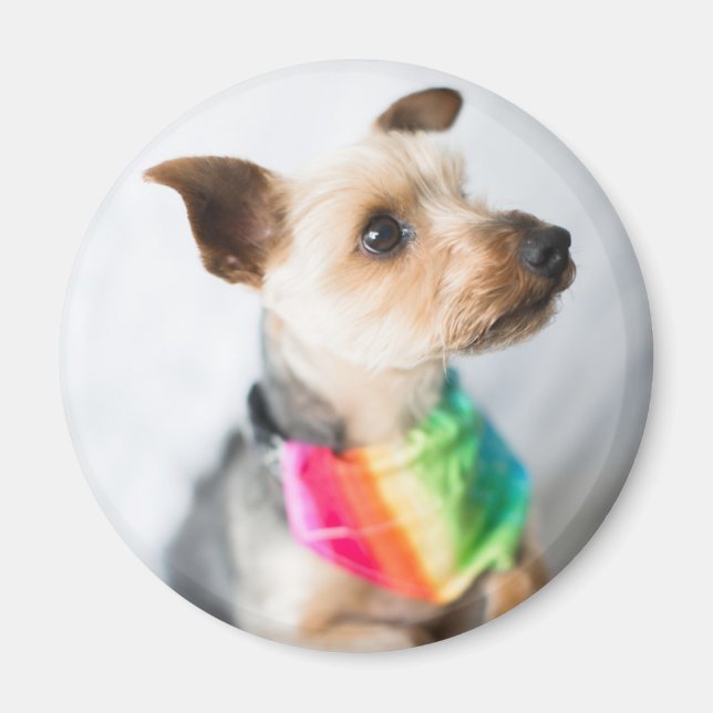 Imán Orgullo gay Perro arco iris | Yorkshire Terrier (Frente)