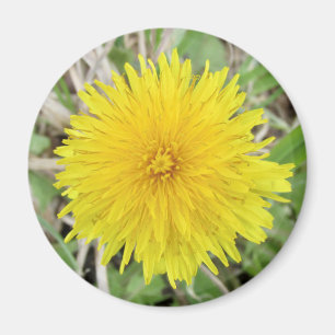 Imán Orgullosa flor de Dandelion.
