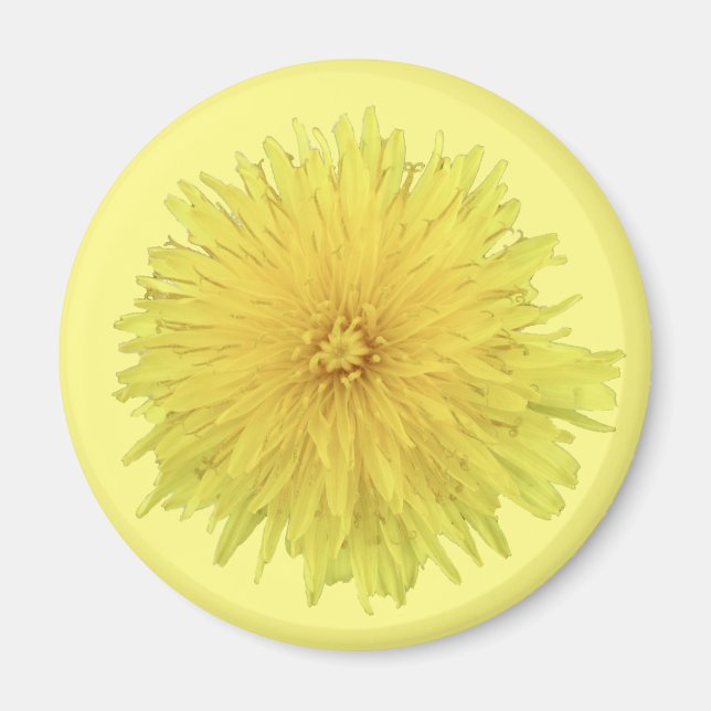 Imán Orgullosa flor de Dandelion - transparente. (Frente)