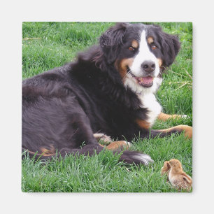 Imán Orgullosa Serena