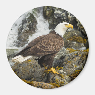 Imán Orgulloso Bald Eagle