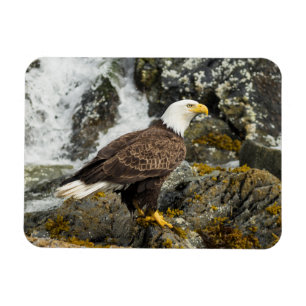 Imán Orgulloso Bald Eagle