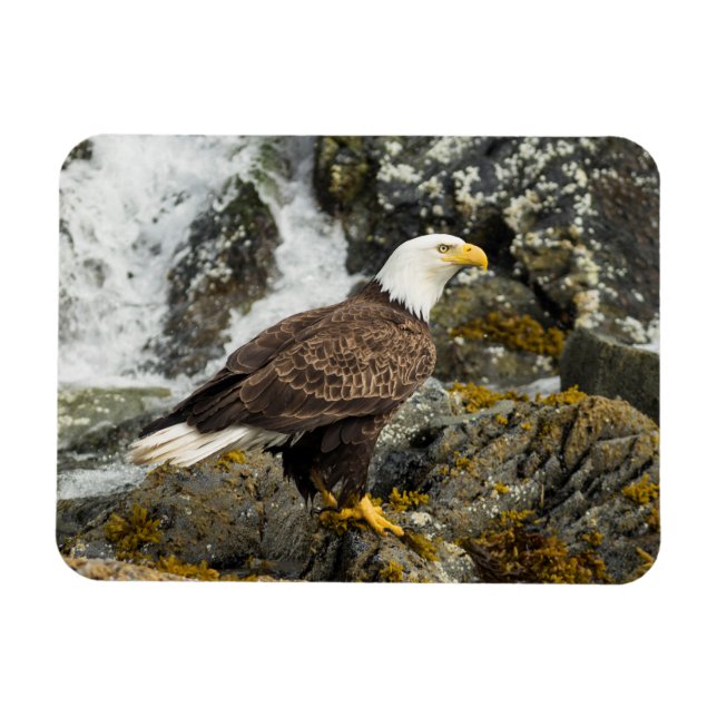 Imán Orgulloso Bald Eagle (Horizontal)