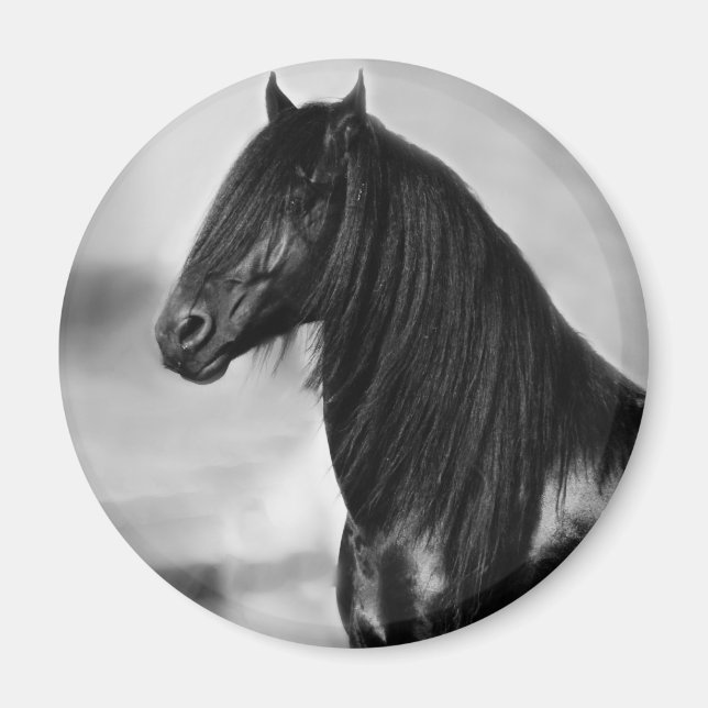 Imán Orgulloso caballo de semental negro frisón (Frente)