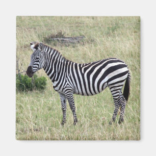 Imán orgulloso de zebra
