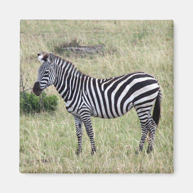Imán orgulloso de zebra (Frente)