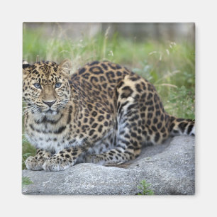 Imán Orientalis del pardus del Panthera