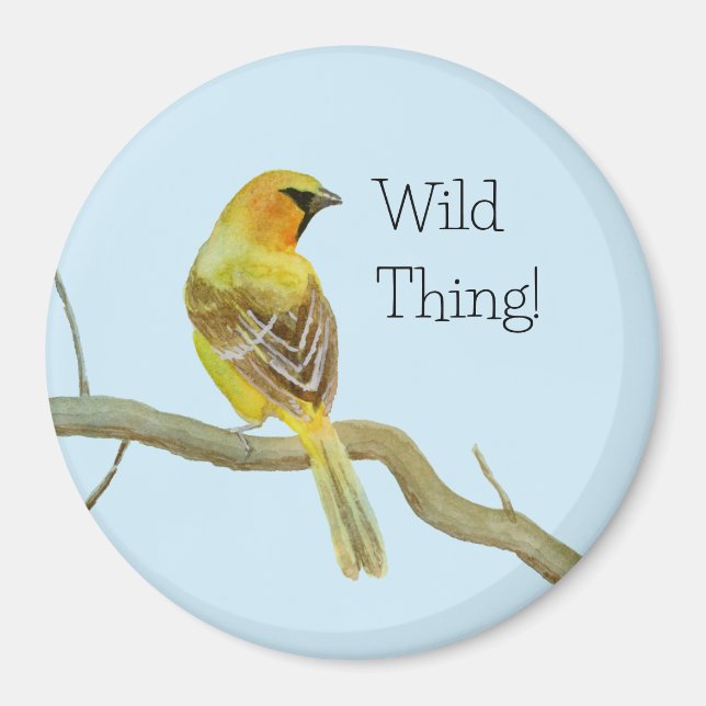 Imán Oriole Hooded (Frente)