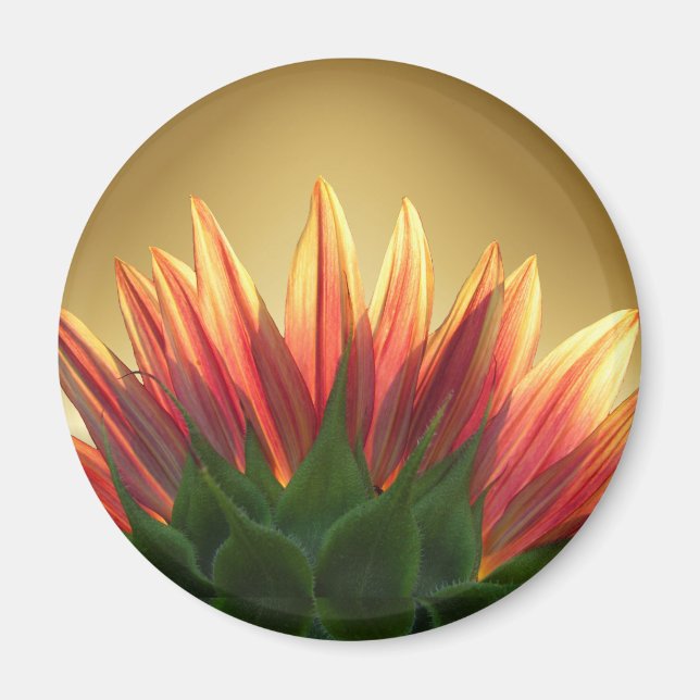 Imán Oro de girasol ~ Magnet (Frente)