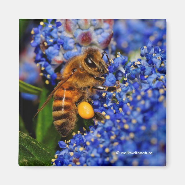 Imán Oro en azul: abeja de miel en California Lilac (Frente)