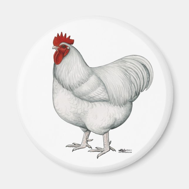 Imán Orpington White Rooster (Frente)