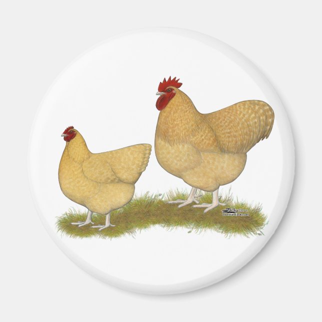 Imán Orpingtons Lemon Cuckoo (Frente)