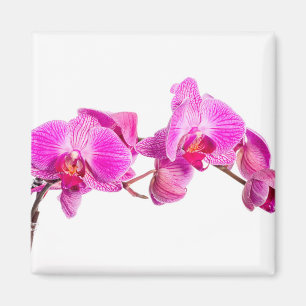 Imán Orquídea