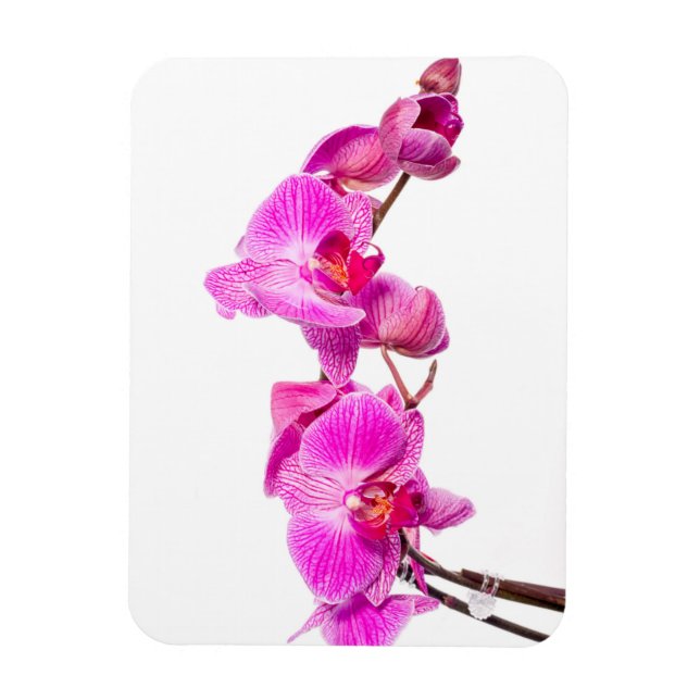 Imán Orquídea (Vertical)