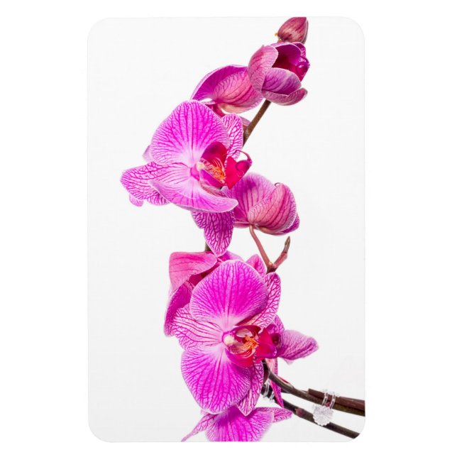 Imán Orquídea (Vertical)