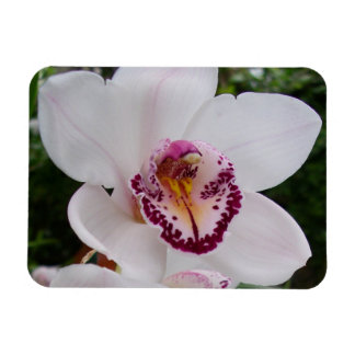 Imán Orquídea Blanca I Hermosa Flor Tropical