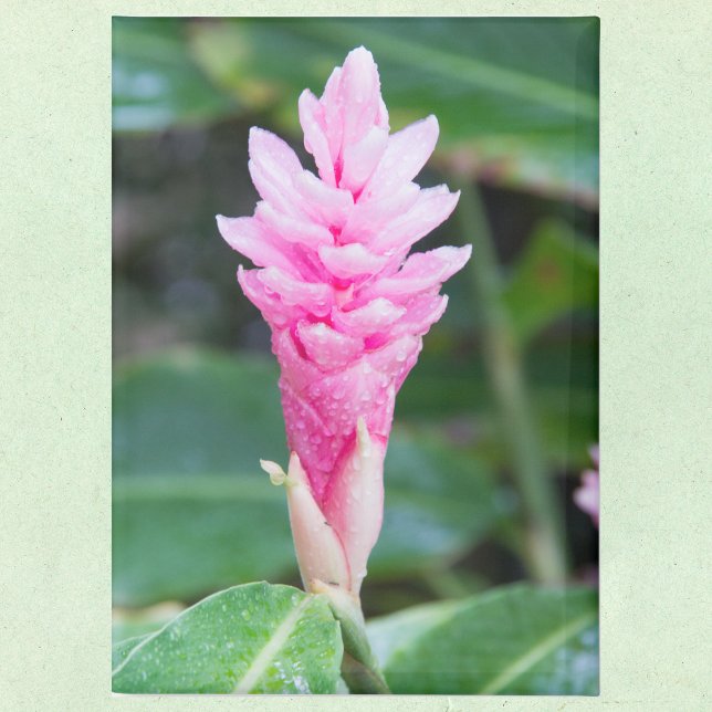 Imán Orquídea Brasileña Rosa (Subido por el creador)
