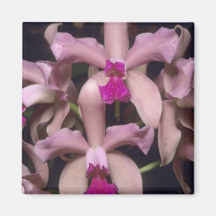 Imán Orquídea, (Cattleya amethystoglossa), Oriental