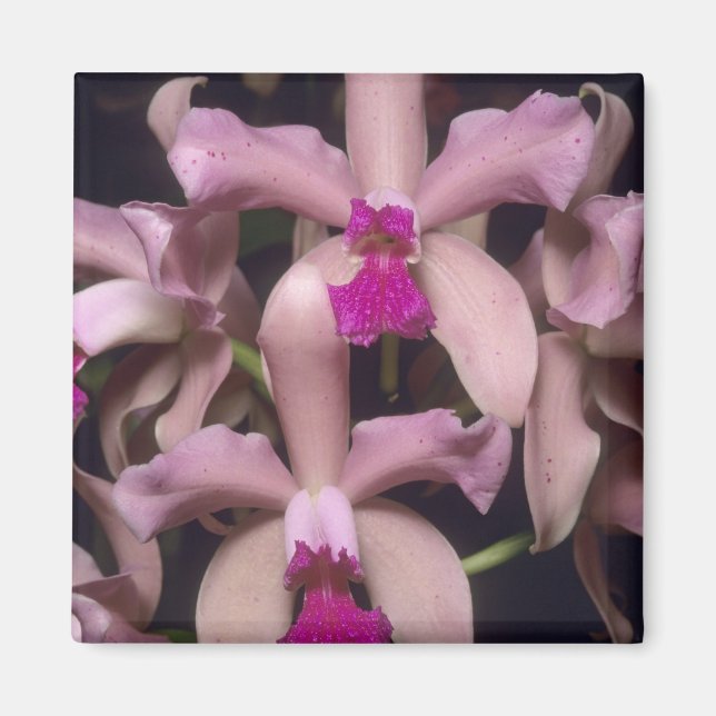 Imán Orquídea, (Cattleya amethystoglossa), Oriental (Frente)