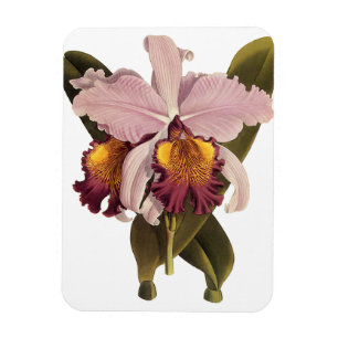 Imán Orquídea Cattleya Morada Antigua, Flores Tropicale
