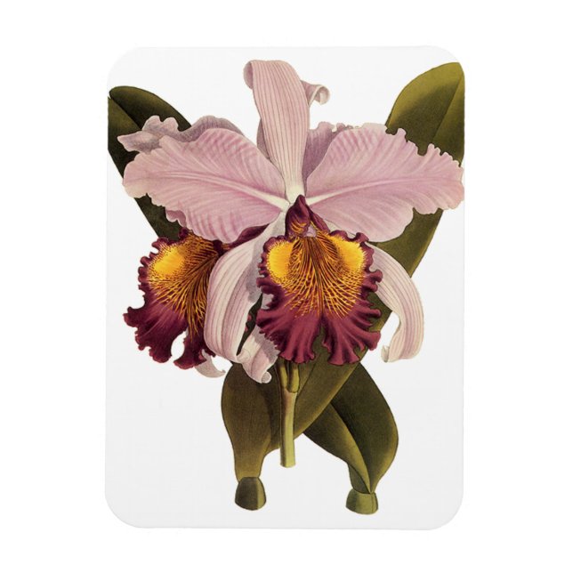 Imán Orquídea Cattleya Morada Antigua, Flores Tropicale (Vertical)
