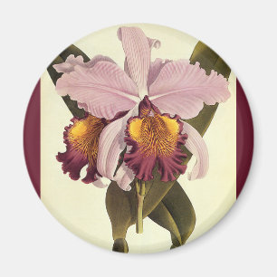 Imán Orquídea Cattleya Morada Vintage, Flores Tropicale