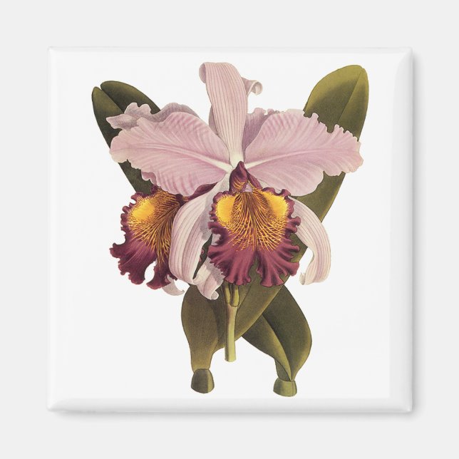 Imán Orquídea de Cattleya púrpura de época, flores trop (Frente)
