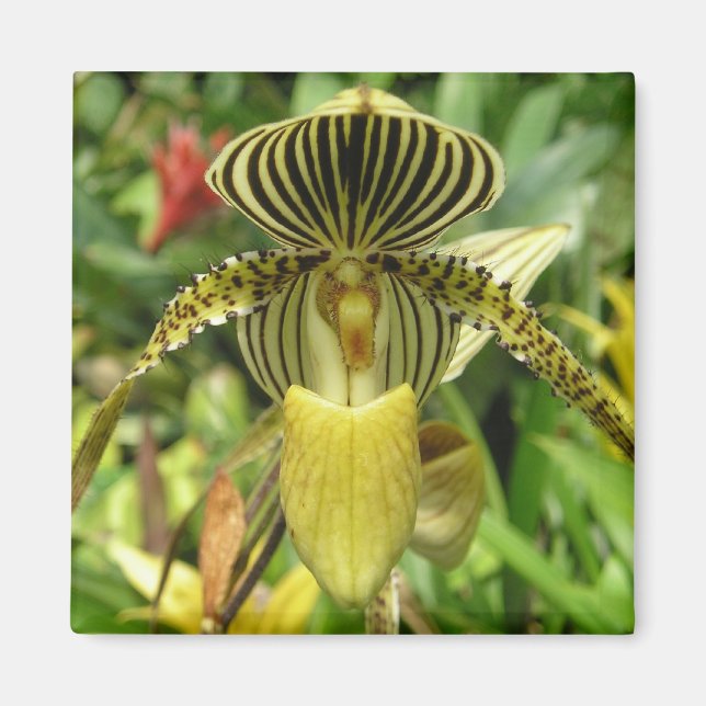 Imán Orquídea de rayas de cebra amarilla (Frente)