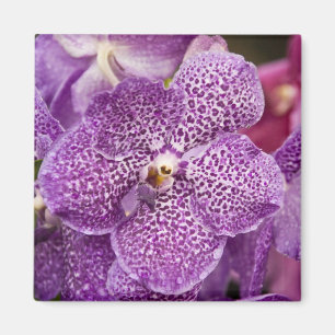 Imán Orquídea de Vanda