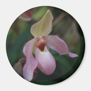 Imán Orquídea del deslizador de señora rosada