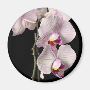 Imán Orquídea del Phalaenopsis