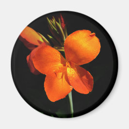 Imán Orquídea deslumbrante