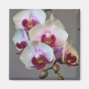 Imán Orquídea en miniatura