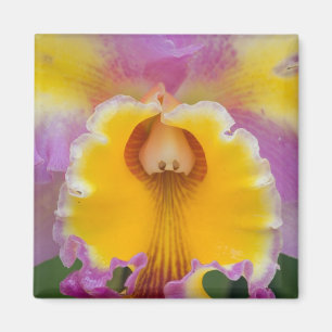 Imán Orquídea híbrida, Florida