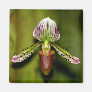 Imán Orquídea imponente