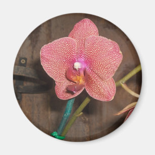 Imán orquídea manchada