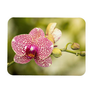 Imán Orquídea manchada rosa